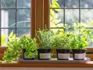 Indoor Herb Garden